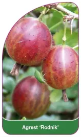 etykiety-szkolkarskie-agrest-rodnik