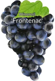 etykiety-szkolkarskie-winorosl-frontenac