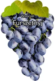 etykiety-szkolkarskie-winorosl-furszetnyj
