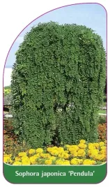 etykiety-z-gumka-sofora-japonska-pendula