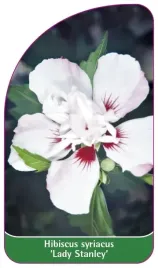 etykiety-szkolkarskie-ketmia-syryjska-lady-stanle