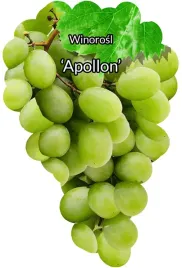 etykiety-szkolkarskie-winorosl-apollon