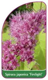 etykiety-z-gumka-tawula-japonska-firelight