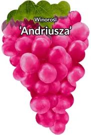 etykiety-szkolkarskie-winorosl-andriusza