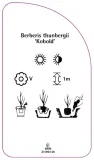 etykiety-berberys-thunberga-kobold-stan-nowy