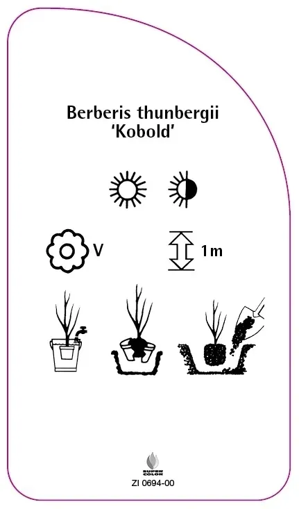 etykiety-berberys-thunberga-kobold