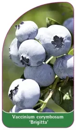 etykiety-z-gumka-borowka-amerykanska-brigitta