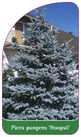 etykiety-szkolkarskie-swierk-klujacy-hoopsii