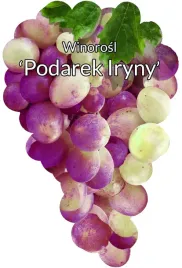 etykiety-szkolkarskie-winorosl-podarek-iriny