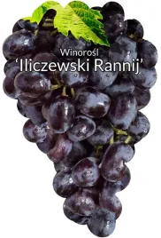 etykiety-szkolkarskie-winorosl-iliczewski-rannyj