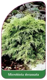 etykiety-z-gumka-mikrobiota-syberyjska