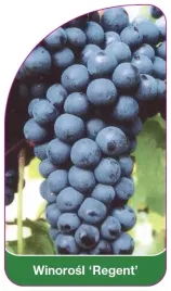 etykiety-szkolkarskie-winorosl-regent