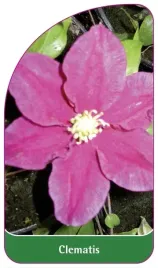 etykiety-szkolkarskie-z-gumka-powojnik-clematis