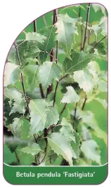 etykiety-brzoza-brodawkowata-fastigiata