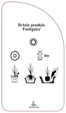 etykiety-brzoza-brodawkowata-fastigiata-stan-nowy