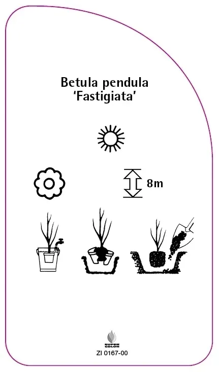 etykiety-brzoza-brodawkowata-fastigiata