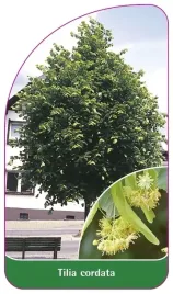 etykiety-szkolkarskie-z-gumka-lipa-drobnolistna