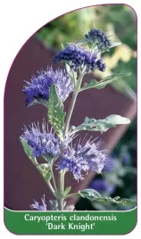 etykiety-z-gumka-barbula-klandonska-dark-knight