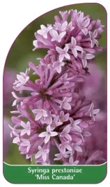 etykiety-lilak-syringa-prestoniae-miss-canada