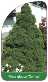 etykiety-szkolkarskie-swierk-bialy-conica