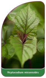 etykiety-szkolkarskie-z-gumka-heptakodium-chinskie