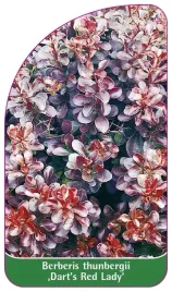 etykiety-berberys-thunberga-dart-s-red-lady