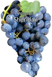 etykiety-szkolkarskie-winorosl-sheridan