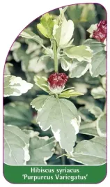 etykiety-ketmia-syryjska-purpureus-variegatus