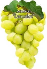 etykiety-szkolkarskie-winorosl-lancelot