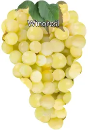 etykiety-szkolkarskie-winorosl-zolta-srednia-blank