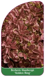 etykiety-berberys-thunberga-golden-ring