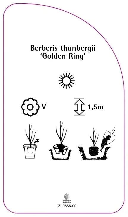etykiety-berberys-thunberga-golden-ring