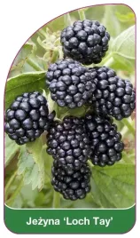 etykiety-szkolkarskie-z-gumka-jezyna-loch-tay