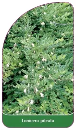 etykiety-szkolkarskie-z-gumka-suchodrzew-chinski