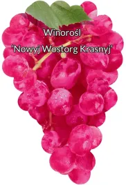 etykiety-szkolkarskie-winorosl-nowy-wostorg-krasny