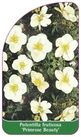 etykiety-pieciornik-krzewiasty-primrose-beauty