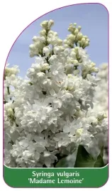 etykiety-do-roslin-lilak-pospolity-madame-lemoine