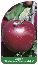 etykiety-szkolkarskie-jablon-malinowa-oberlandzka