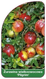 etykiety-z-gumka-zurawina-wielkoowocowa-pilgrim