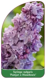 etykiety-lilak-pospolity-pamjat-o-wawilowie