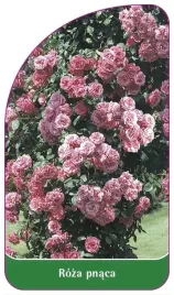 etykiety-szkolkarskie-roza-pnaca-nr-311