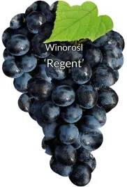 etykiety-do-roslin-z-gumka-winorosl-regent