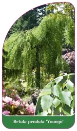 etykiety-do-roslin-brzoza-brodawkowata-youngii