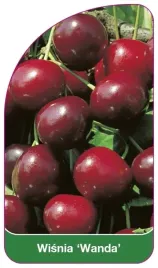 etykiety-szkolkarskie-z-gumka-wisnia-wanda