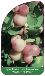 etykiety-snieguliczka-doorenbosa-mother-of-pearl