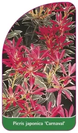 etykiety-z-gumka-pieris-japonski-carnaval