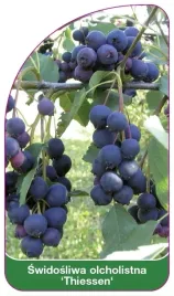 etykiety-z-gumka-swidosliwa-olcholistna-thiessen