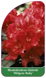 etykiety-rododendron-hybride-wilgens-ruby