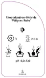 etykiety-rododendron-hybride-wilgens-ruby-stan-nowy