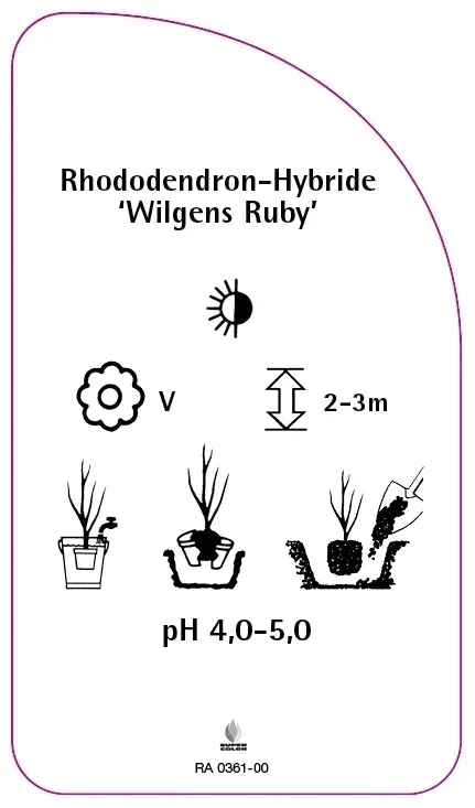 etykiety-rododendron-hybride-wilgens-ruby
